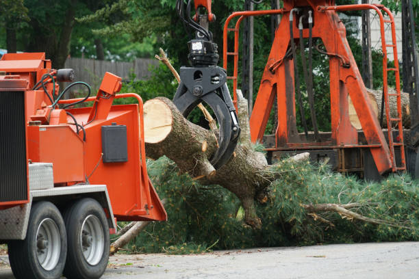 Best Grass Overseeding  in Hanover, MN